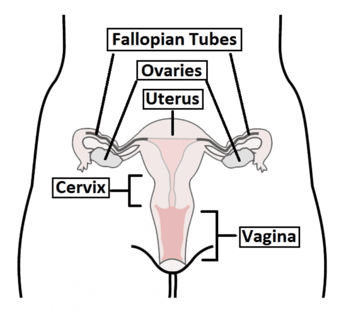 uterus