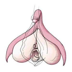 Clitoris diagram