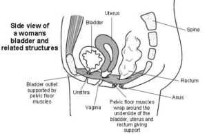 Female urinary system and pelvic floor