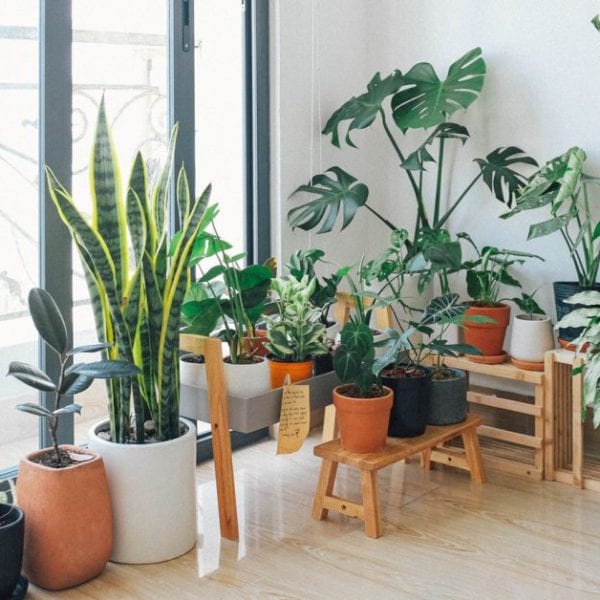 house plants in different sizes
