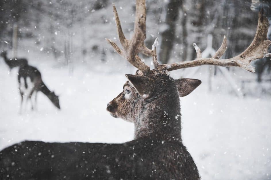 dare in the wildlife with snow