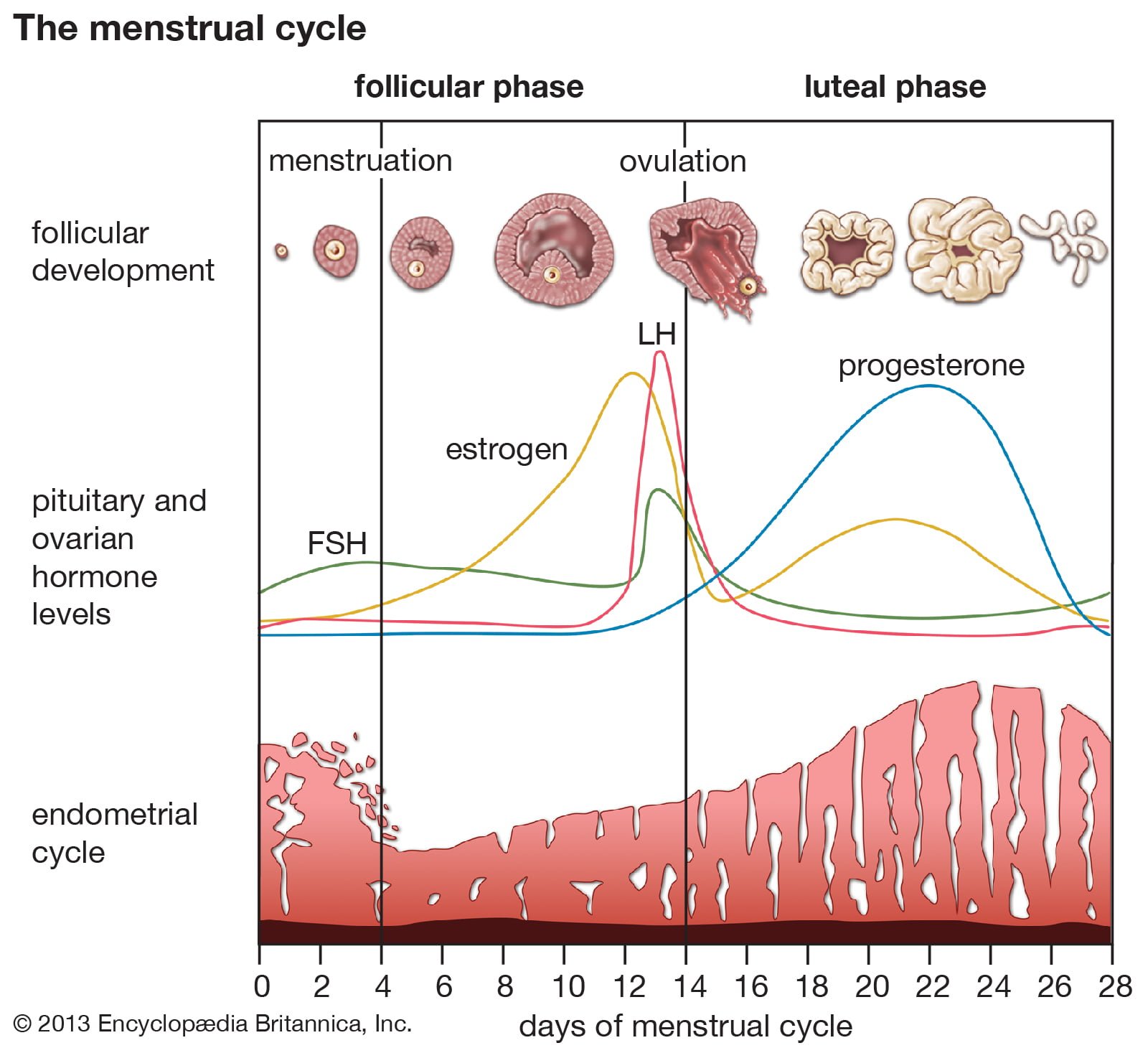 Phases Of The Menstrual Cycle The Luteal Phase
