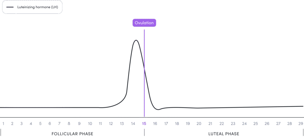 lh during menstrual cycle