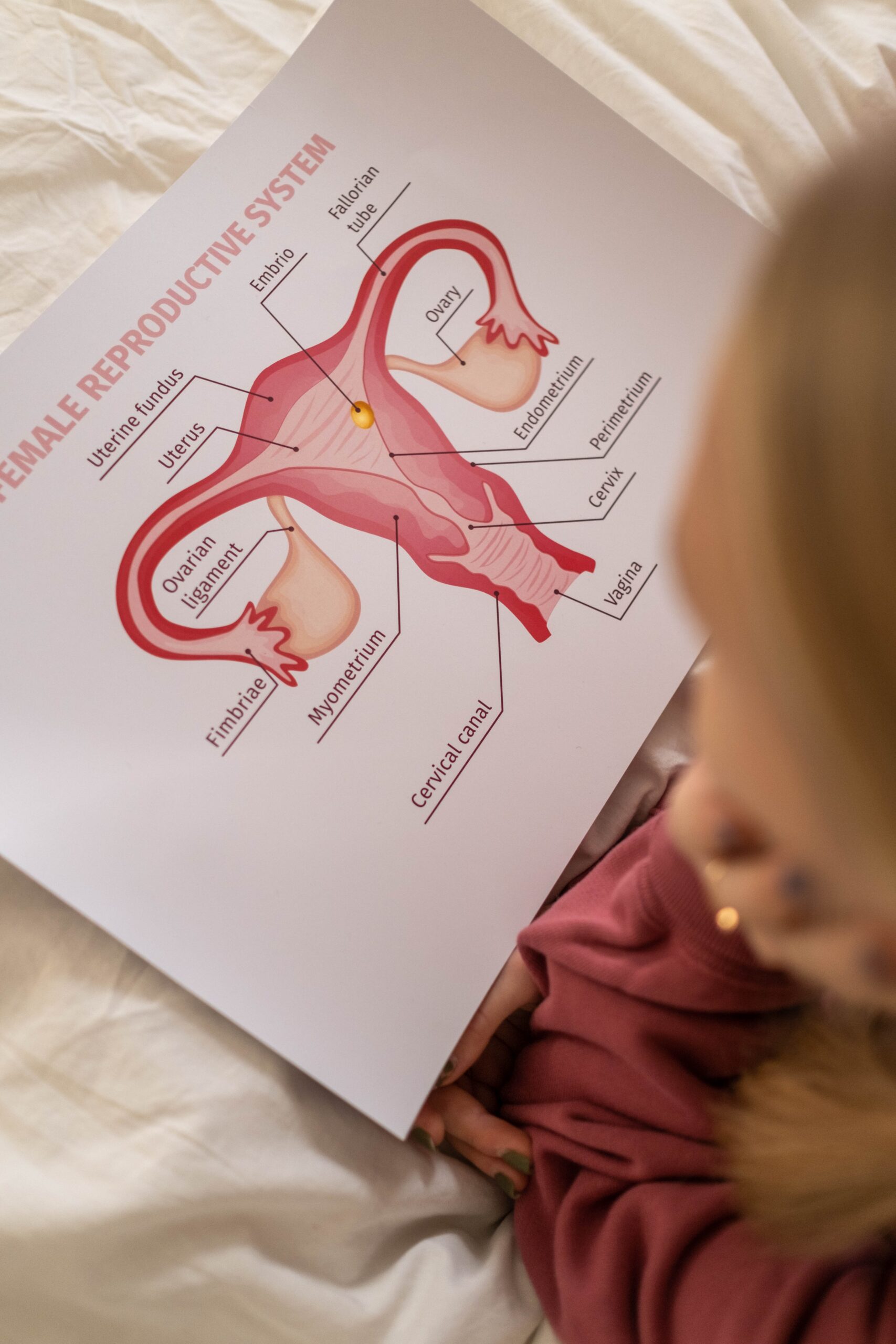 female reproductive system